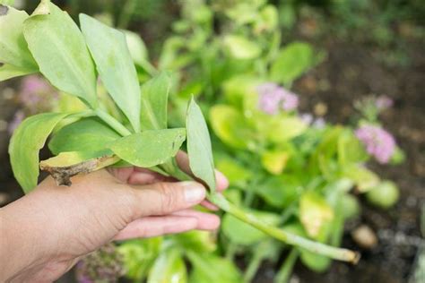 How To Grow Peony Tubers Sedum Growing Peonies Garden Of Earthly