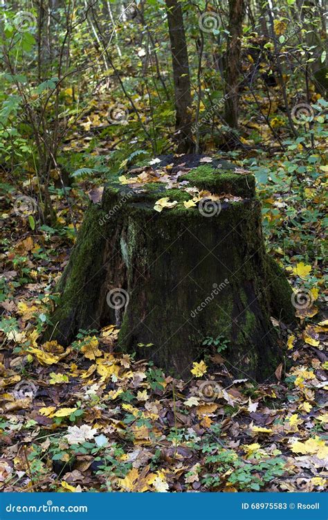 Old Stump In The Woods Stock Image Image Of Beauty Moss 68975583
