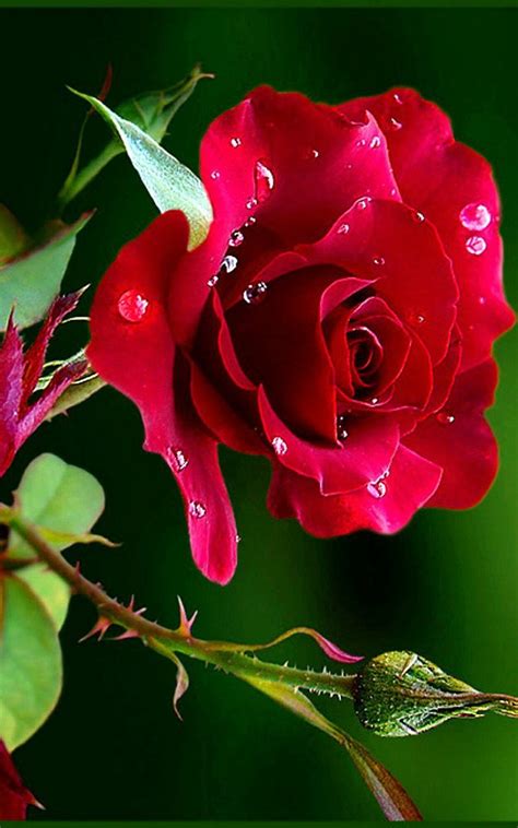 Pin Af Galal Ahmad På Rosas Smukke Roser Blomster Rose