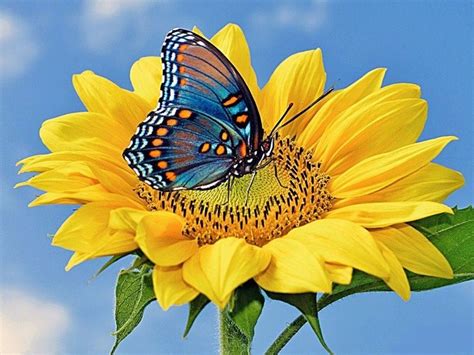 Sunflower And Butterfly Garden Flowers Pinterest
