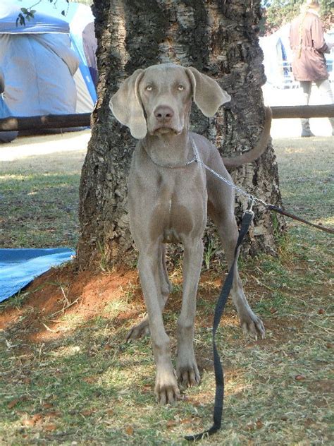 Yes, im prince akono yoruba from nigeria can you give me 200 dollar. Jacob aka Ch Gundalf Beach Bum (NSD) | Gundalf Weimaraner ...