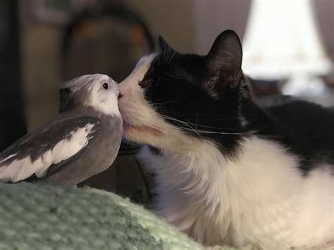 Charming The Cat Loves His Friend The Bird ♥️ Charming Is Lucky To Be