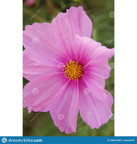 Close Up Of A Pink Cosmos Flower Stock Image Image Of Beauty Petal