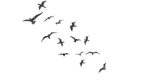 Png Bird Images Flying Birds Pictures Clipart Free Transparent Png Logos