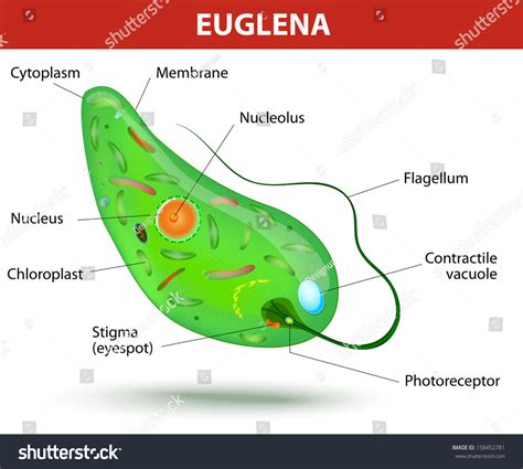 Euglena Anatomy