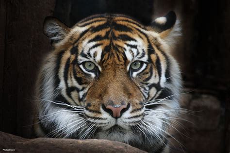 🔥 Download Sumatran Tiger Face Wallpaper  By Rmartinez85 Tiger