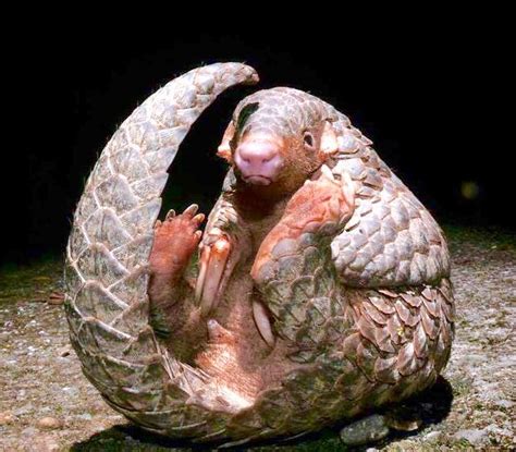 Pangolins can curl up into a ball when threatened, with its overlapping scales acting as armour and its face tucked under its tail. Pangolin | Weird animals, Animals beautiful, Cute animals