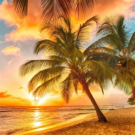 2048x2048 Palm Tree Wallpaper Awesome Palm Trees Beach Tropical Beach Sunset Hd 2048x2048