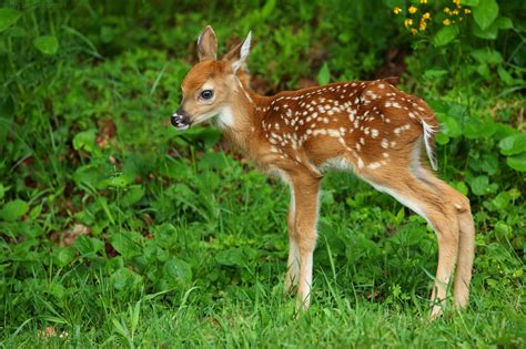 Cute White Tailed Deer Fawn Shenandoah National Park I Spent Two Days Last June Chasing These