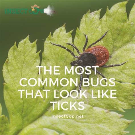 The Most Common Bugs That Look Like Ticks Insect Cop Tick Insect