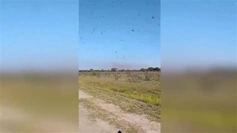Astonishing Huge Swarm Of Locusts Sweeps Through Farmland And Ruins