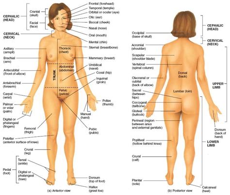 There are three planes (directions) in which sections can be. Skeletal System and Bone Biology - Anthropology 3380 with ...