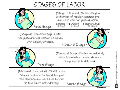 Stages Of Labor Dilation