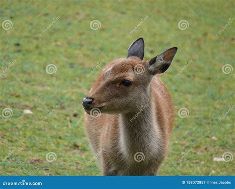 Female Sika Deer Stock Image Image Of Deer Young Wild 158072857