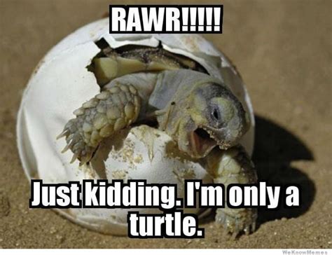 Rawr Just Kidding Funny Animal Memes Funny Animals Cute Animals