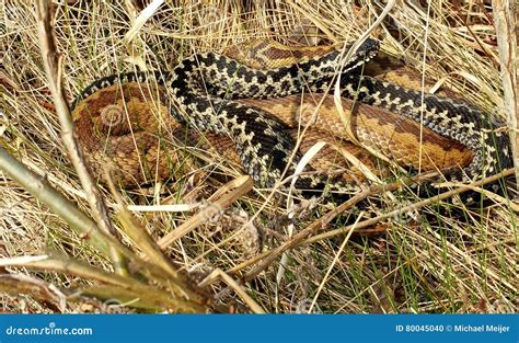 The Common European Adder Stock Photo Image Of Deadly 80045040