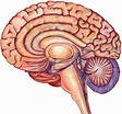 Brain, Medical Illustration by mehovik on DeviantArt