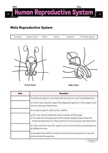 Human Reproductive System Worksheet Teaching Resources