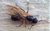 Do Carpenter Ants Have Wings