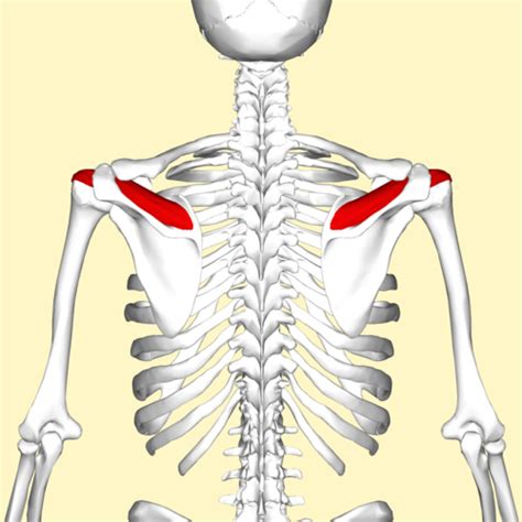 Muscles For Lab Practical Flashcards Quizlet