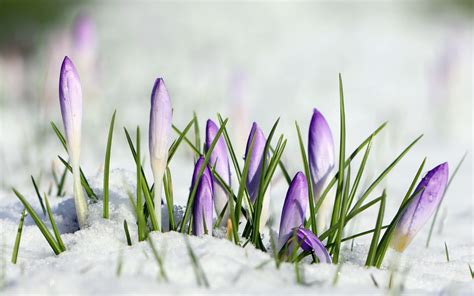 Best Wallpaper Of Crocus Image Of Flowers Snow Imagebankbiz