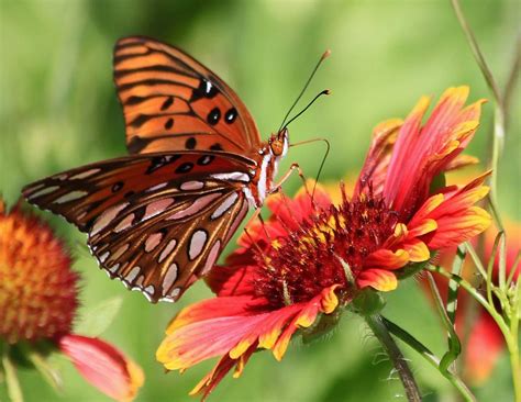 Take a look at the following native host plants listed for each butterfly to see if you have these in your landscape. Butterfly Gardens - Club Care of Florida