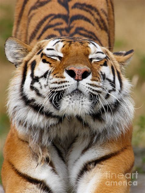 The Beautiful Siberian Tiger Photograph By Boon Mee