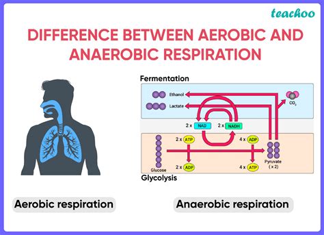 Difference Between Aerobic And Anaerobic Respiration In Table Form