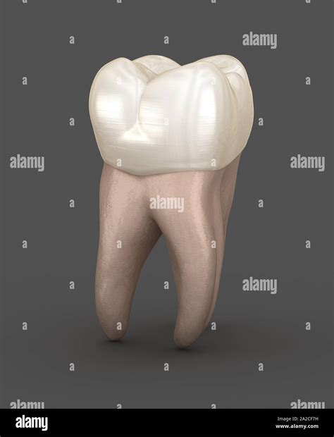 Dental Anatomy First Maxillary Molar Tooth Medically Accurate Dental