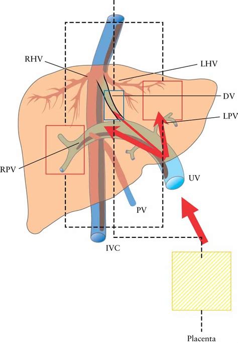 Ductus Venosus Shunting In The Fetal Venous Circulation Regulatory