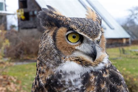 Horned Owl Br