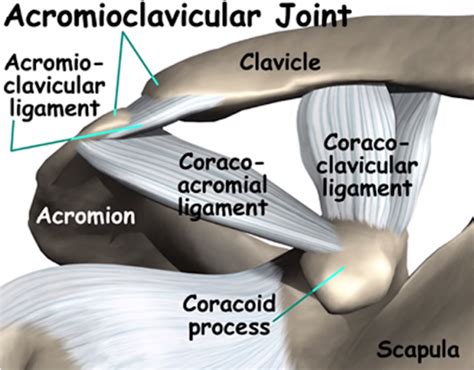 Shoulder Exam Stanford Medicine 25 Stanford Medicine