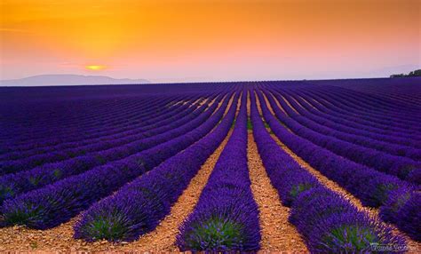 Lavender Field At Sunset By Tomáš Vocelka On 500px With Images