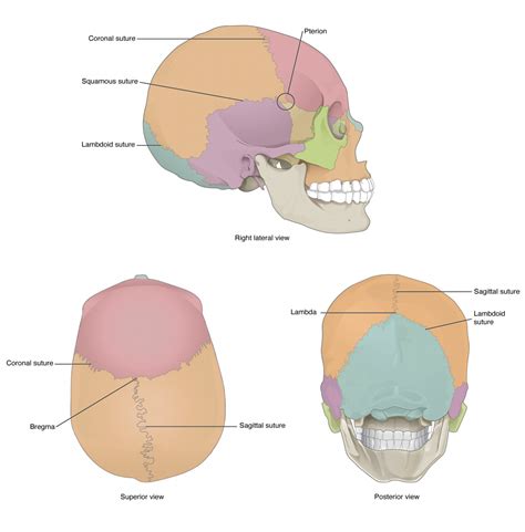 Skull Anatomy Cranial Bone And Suture Labeled Diagram 59 Off
