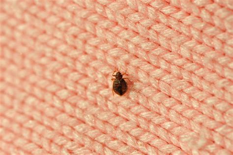 4 Signs You Have A Bed Bug Infestation Metro Vancouver Pest Control