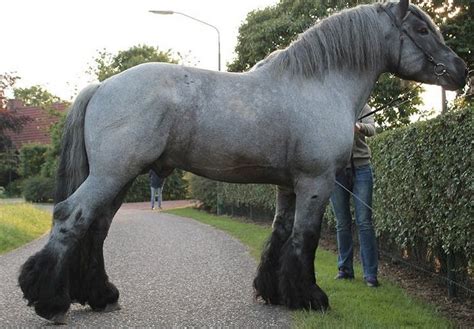 Dutch Draft Horse Stallion Astor Van De Vliert Big Horses Horses