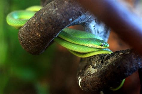 Recklessly Rough Green Tree Snake