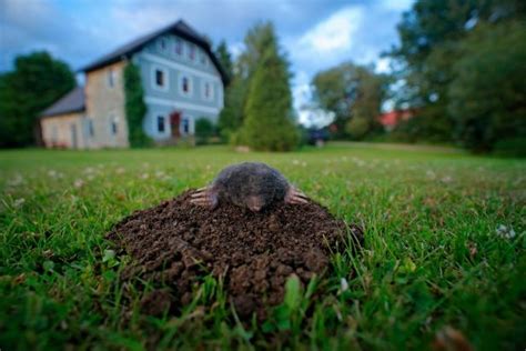 How To Get Rid Of Moles Voles In Garden Fasci Garden