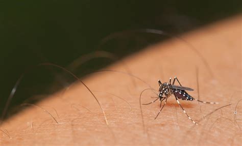 What You Need To Know About Zika Virus Chicago Health