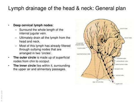 Anatomy Of The Lymphatic System Lymph Nodes Lymphatic Lymph Drainage