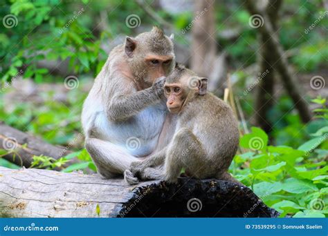 Lovely Monkeyscute Macaque Glassesfunny Monkey Lives In A Natu