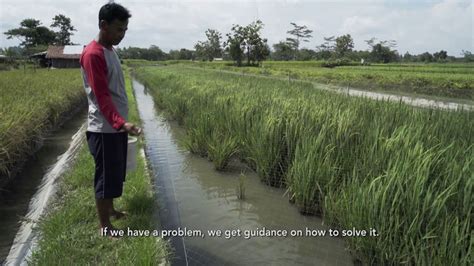 Indonesia Rice Fish Farming Youtube