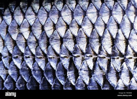 Fish Scales Texture Hi Res Stock Photography And Images Alamy