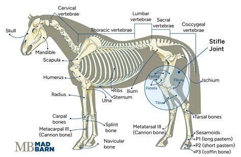 Stifle Lameness In Horses Causes Treatment And Prevention Mad Barn