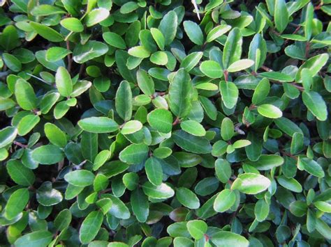 Photo Of The Leaves Of Littleleaf Boxwood Buxus Microphylla Posted By