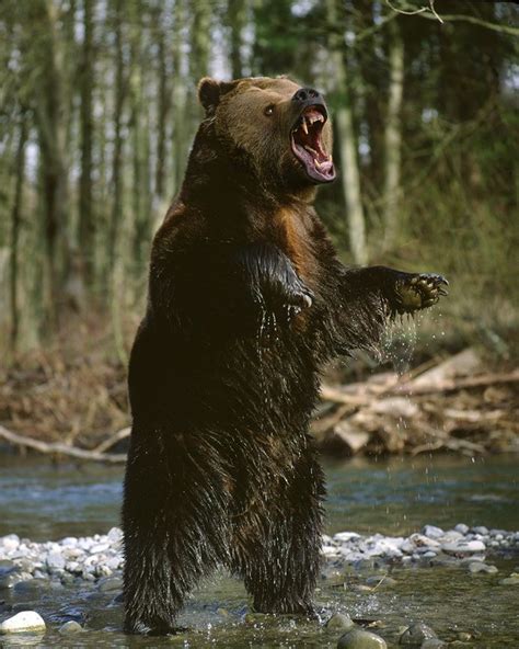 Jim Zuckermans Blog Angry Bear Angry Animals North American Animals
