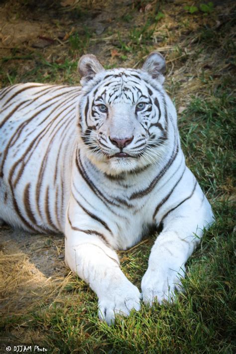 Cincinnati Zoo 9 24 15 5842 White Tiger Joemastrullo Flickr