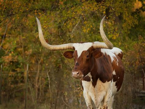 Texas Longhorn Steer Looks Like Bevo Round Rock Tx Set 11 5 08 A