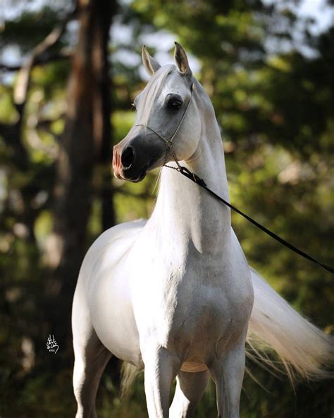 Klass Mulawa Arabian Stud Sydney Australia All Horse Breeds