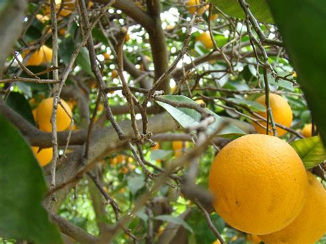 Citrus Sinensis Navel Orange Robertson Rutaceae